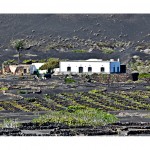 La Geria l Lanzarote