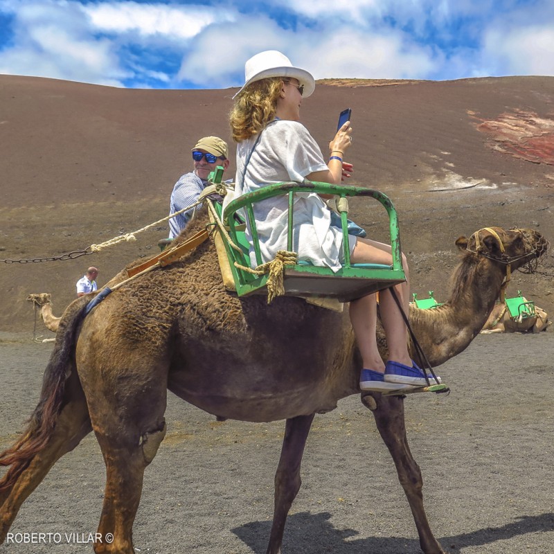 excursion camellos lanzarote